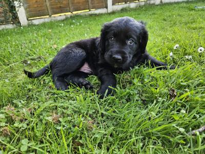 Beautiful Black Labrador puppies in Offaly are looking for their Forever Homes