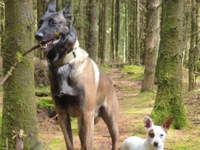 Top Quality Belgian Malinois stud available in Carlow – Kaiser 🔥