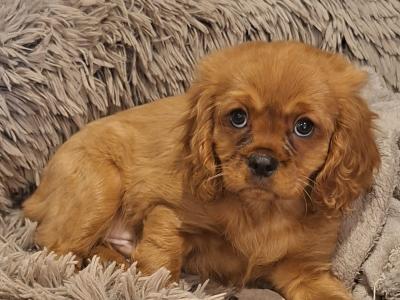 Beautiful Cavalier King Charles Spaniel puppies for sale in Carlow