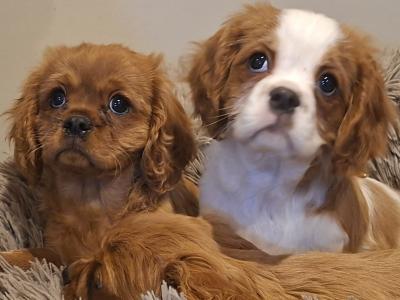 Beautiful Cavalier King Charles Spaniel puppies for sale in Carlow