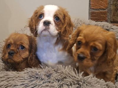 Beautiful Cavalier King Charles Spaniel puppies for sale in Carlow