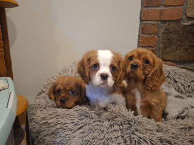 Beautiful Cavalier King Charles Spaniel puppies for sale in Carlow