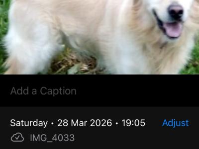 IKC Reg Golden Retriever puppies in Mayo