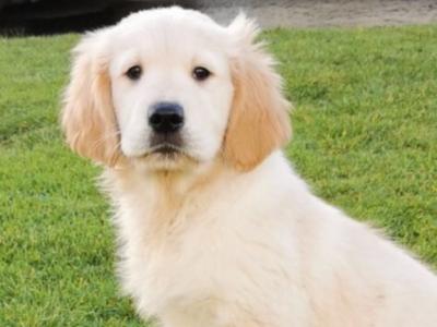 IKC Reg Golden Retriever puppies in Mayo