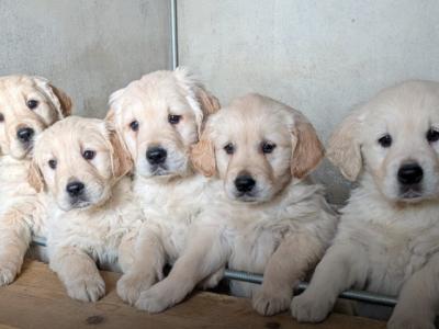 IKC Reg Golden Retriever puppies in Mayo