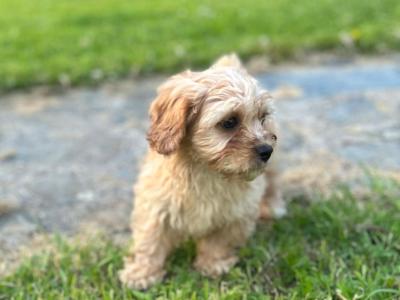 Adorable Cavachon puppies 🐶
