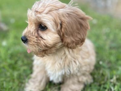Adorable Cavachon puppies 🐶