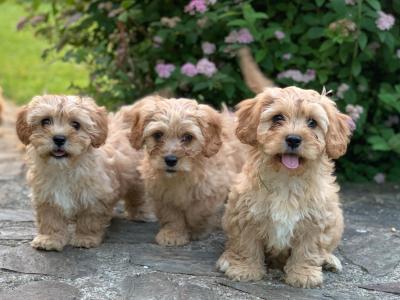 Adorable Cavachon puppies 🐶