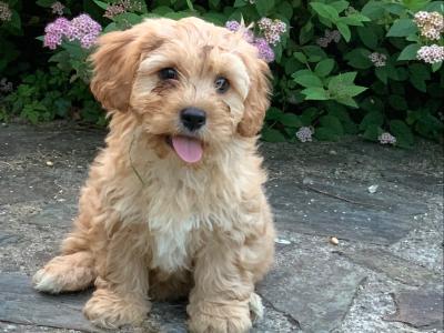 Adorable Cavachon puppies 🐶