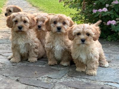 Adorable Cavachon puppies 🐶