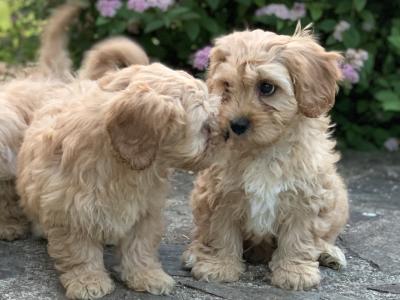 Adorable Cavachon puppies 🐶