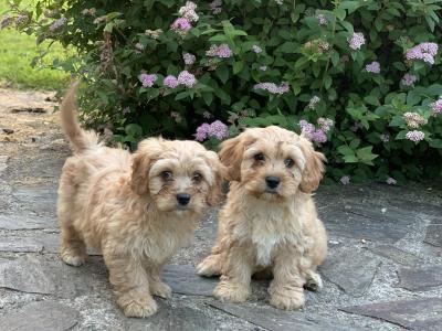 Adorable Cavachon puppies 🐶