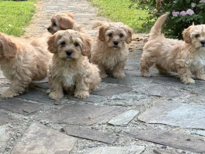 Adorable Cavachon puppies 🐶