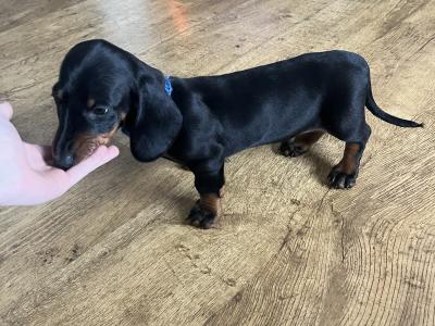 2 stunning Standard male Dachshund puppies for sale in Westmeath