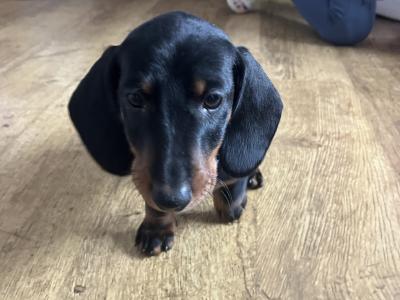 2 stunning Standard male Dachshund puppies for sale in Westmeath