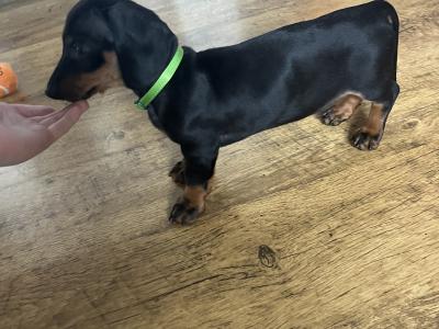 2 stunning Standard male Dachshund puppies for sale in Westmeath