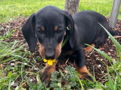 2 stunning Standard male Dachshund puppies for sale in Westmeath