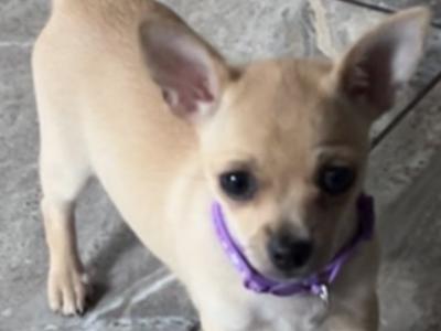 Female Chichuahua puppy for sale in Monaghan Very friendly wee girl.