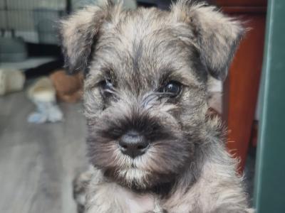 Miniature Schnauzer puppies in Tipperary