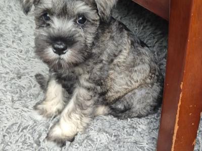 Miniature Schnauzer puppies in Tipperary