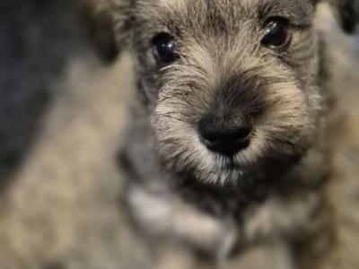 Miniature Schnauzer puppies in Tipperary