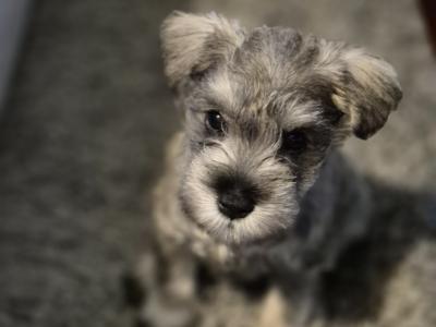 Miniature Schnauzer puppies in Tipperary