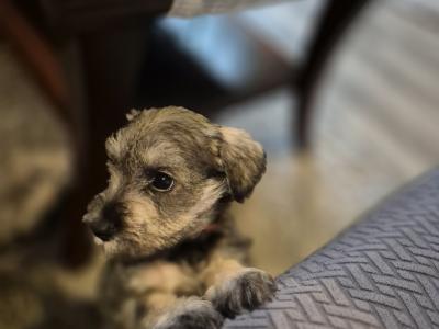 Miniature Schnauzer puppies in Tipperary