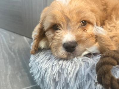 Adorable Cavapoo puppies
