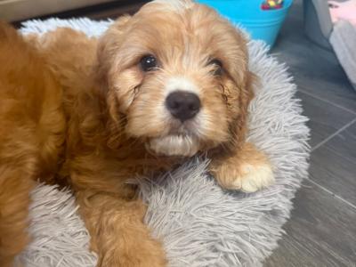 Adorable Cavapoo puppies