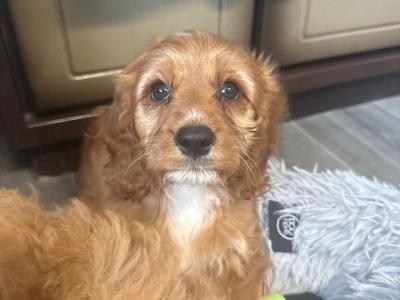 Adorable Cavapoo puppies