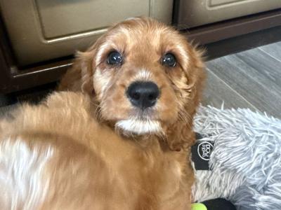 Adorable Cavapoo puppies