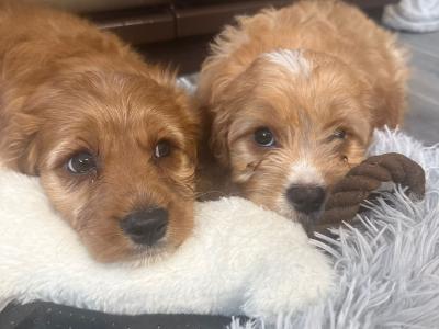 Adorable Cavapoo puppies