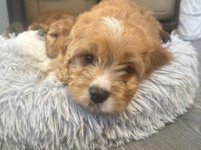 Adorable Cavapoo puppies