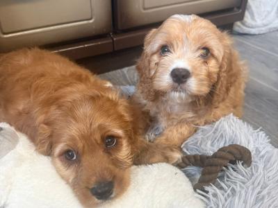 Adorable Cavapoo puppies