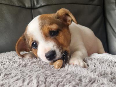 Beautiful Jack Russell Puppy in Kildare (1 Male)