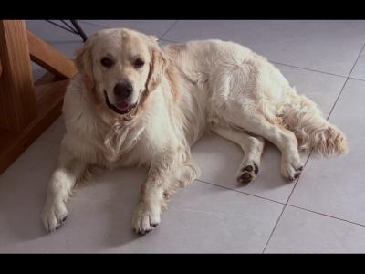 IKC Golden Retriever