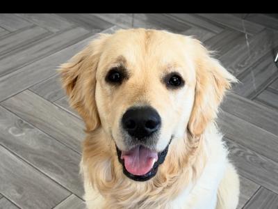 IKC Golden Retriever