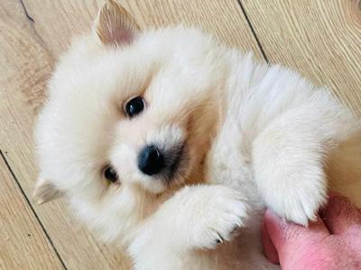 Fluffy & Cute Pomeranian puppies in Cork