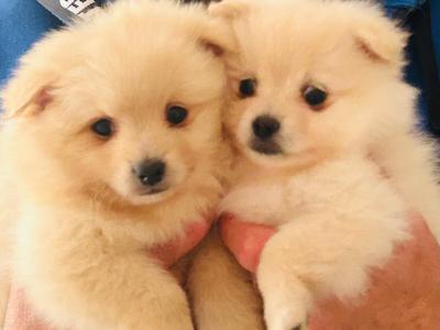 Fluffy & Cute Pomeranian puppies in Cork
