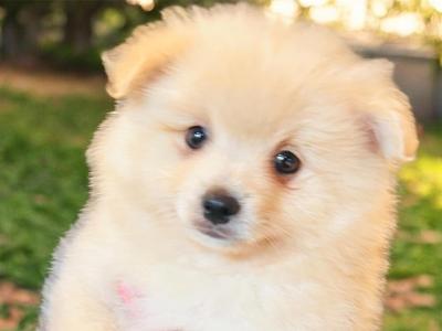 Fluffy & Cute Pomeranian puppies in Cork