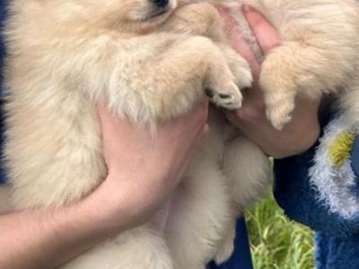 Fluffy & Cute Pomeranian puppies in Cork