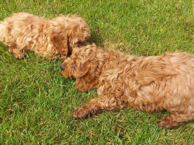 Stunning  female Cockapoo puppy 3 months old available in Limerick