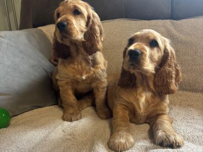 Beautiful Golden Cocker Spaniel puppies for sale in Wexford