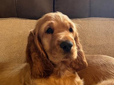 Beautiful Golden Cocker Spaniel puppies for sale in Wexford