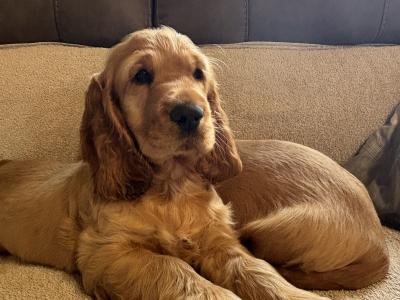 Beautiful Golden Cocker Spaniel puppies for sale in Wexford
