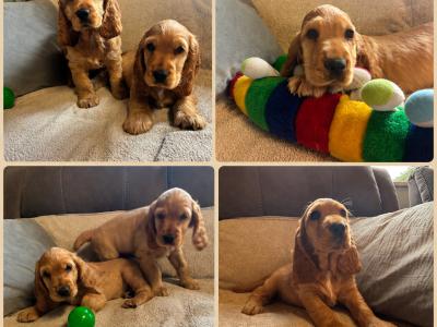 Beautiful Golden Cocker Spaniel puppies for sale in Wexford