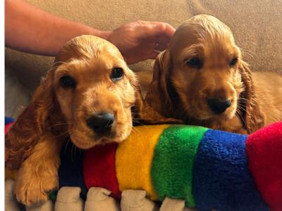 Beautiful Golden Cocker Spaniel puppies for sale in Wexford