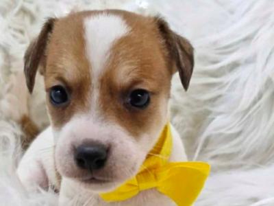 Jack Russell puppies, ONE FEMALE, ONE MALE, in Wexford