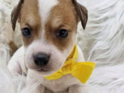 Jack Russell. ONE FEMALE, ONE MALE, Wexford