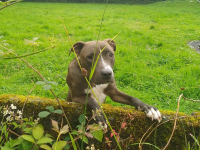 American Pit Bull Terrier puppies in Cork